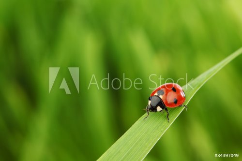 ladybug on grass - 900437106