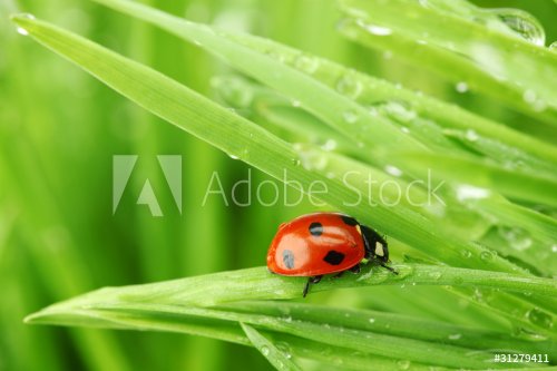ladybug on grass - 900437111