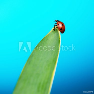 ladybug on grass - 900634929