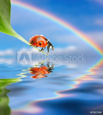 Ladybug on green leaf over blue sky background - 900378050