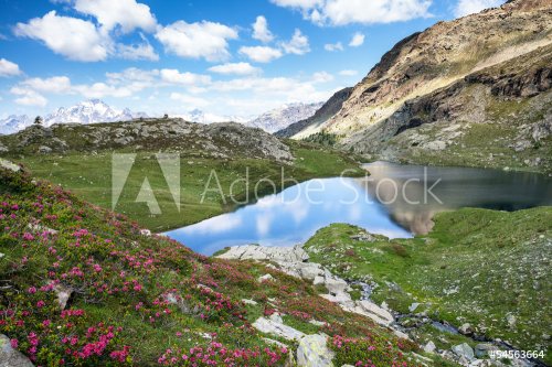 laghetto alpino con rododendri - 901141063