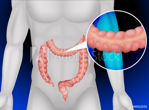 Large intestine in human body