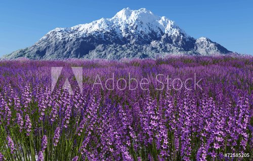 Lavender field with blue sky and mountain cover with snow - 901143426