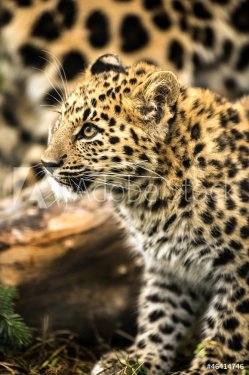 Leopard Cub - 901139396