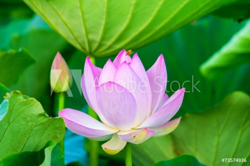 Light pink lotus flower - 901143384