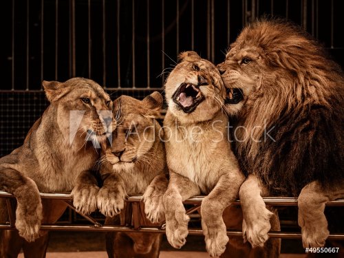 Lion and three lioness