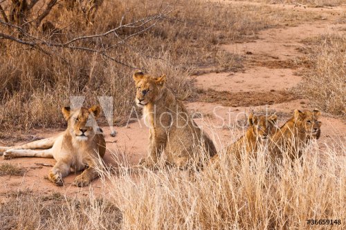 Lion family resting in the grass - 901139446