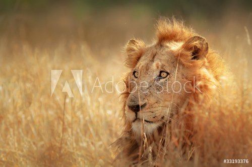 Lion in grassland - 900097509