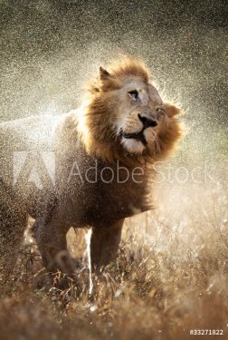 Lion shaking off water