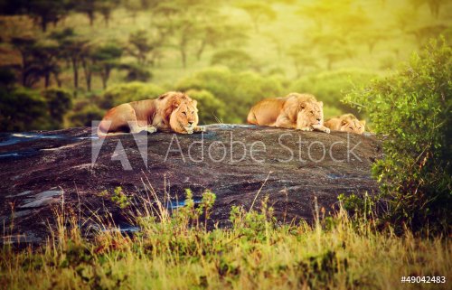 Lions on rocks on savanna at sunset. Safari in Serengeti, Africa