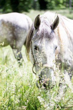 lipizzaner stallion hidden by the grass in outdoor scene - 901144346
