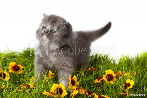 little kitten on green grass. persian kitten
