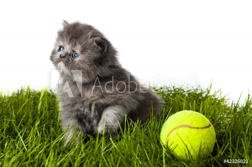 little kitten on green grass. persian kitten