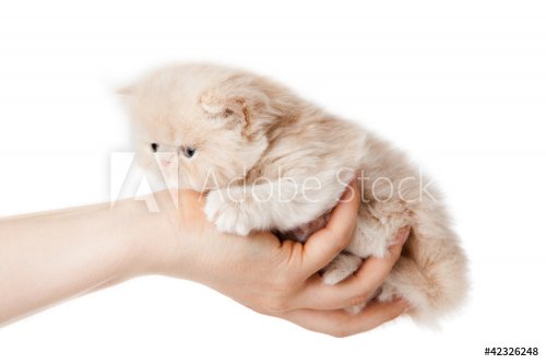 little kitten on white background. persian kitten