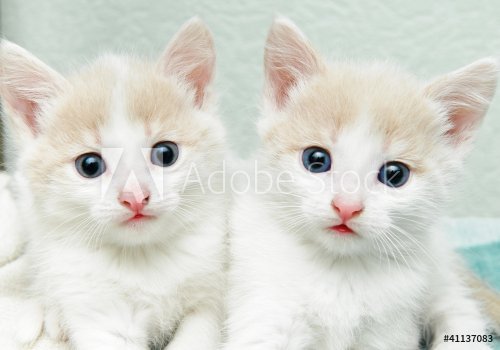 little kittens - 901142224