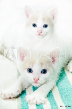 little kittens - 901142225