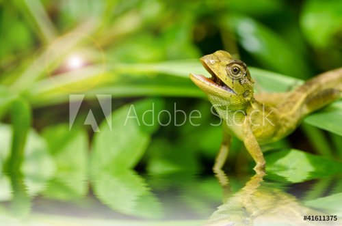 Lizard in green nature - 900423551
