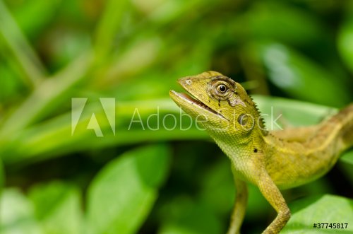 Lizard in green nature - 900439851