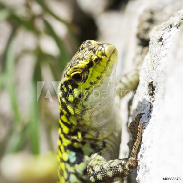 Lizard, Lucertola, sauro - 900572991