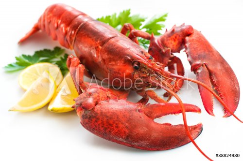 Lobster - 900076885