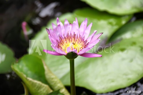 Lotus flower - 900166411