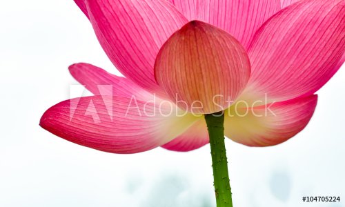 Lotus flower
 - 901147575