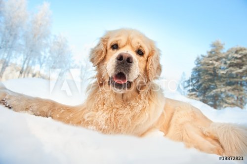Lovely golden retriever playing in the snow