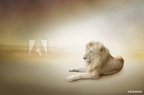 Luxury photo of white lion, the king of animals - 900491061