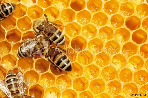 Macro of working bee on honeycells. - 900388380