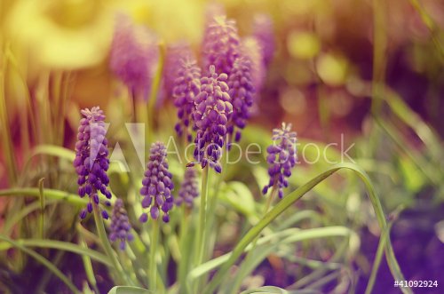 Magic divine spring violet flowers in the garden