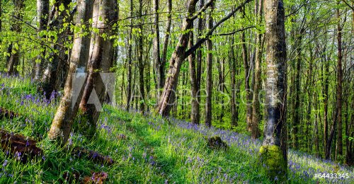Magical Bluebell Woods - 901143201