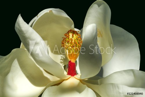 magnolia flower close up on dark green backgroound - 901148545