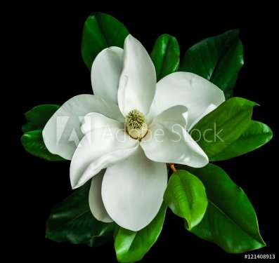 magnolia flower green leaves on a black background - 901148546