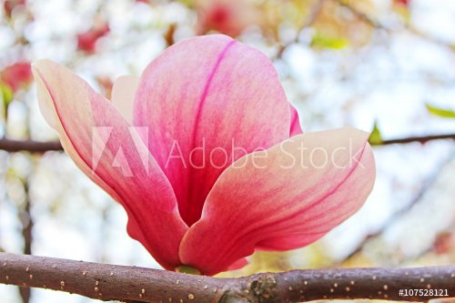 Magnolia tree blossom - 901147272