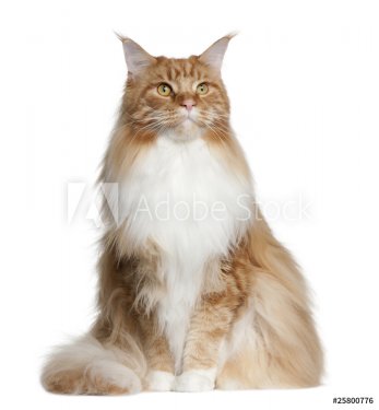 Maine Coon, 2 years old, sitting in front of white background - 900403978