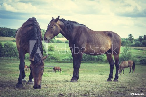 Majestic graceful brown horses in meadow. - 901145210