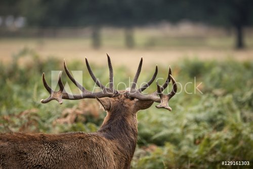 Majestic powerful red deer stag Cervus Elaphus in forest landsca - 901151388