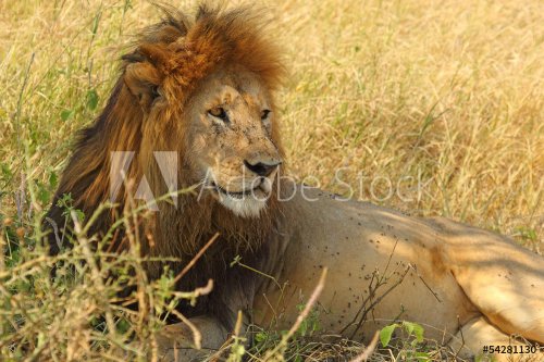 Male lion resting - 901139353