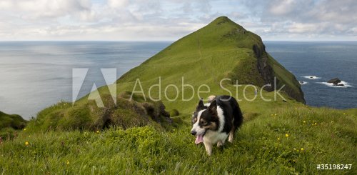 Man and his dogs hiking on Mykines, Faroe Islands