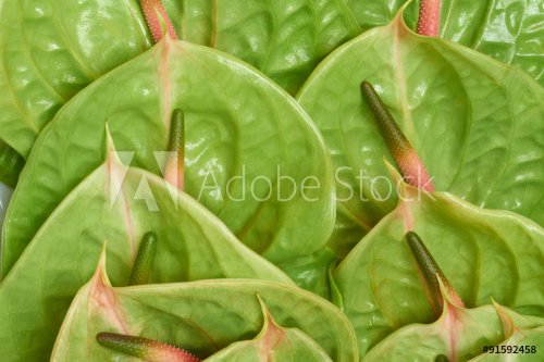 Many flowers of Anthurium Pistache shot in the box - 901145224