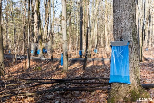 Maple Syrup Tapping in the Spring - 901145662