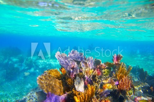 Mayan Riviera reef snorkel underwater coral paradise - 900003164