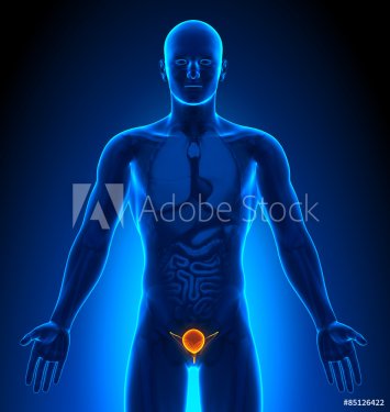 Medical Imaging - Male Organs - Bladder - 901145807