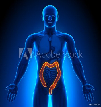 Medical Imaging - Male Organs - Colon - 901145811