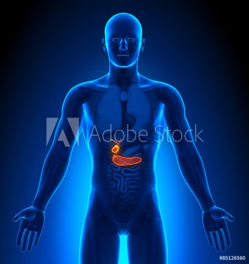 Medical Imaging - Male Organs - Gallbladder / Pancreas - 901145810