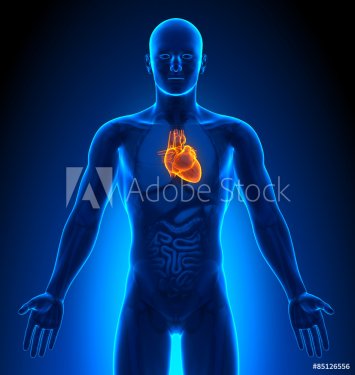 Medical Imaging - Male Organs - Heart - 901145805