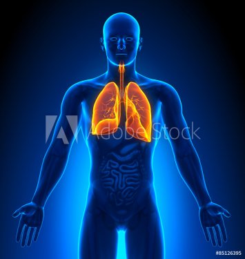 Medical Imaging - Male Organs - Lungs - 901145806