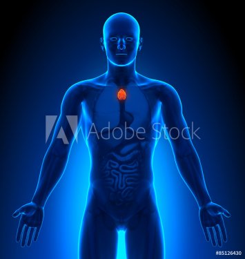 Medical Imaging - Male Organs - Thymus - 901145809