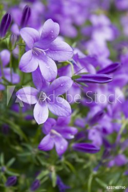 Mogentau auf Blumenwiese - Lila blau