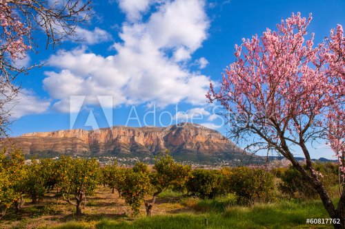 Mongo in Denia Javea in spring with almond tree flowers - 901141354